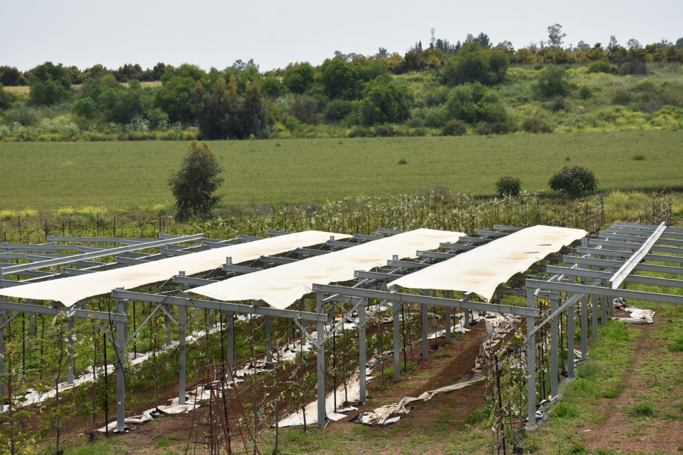 Agrivoltaic rows — solar over cultivated land
